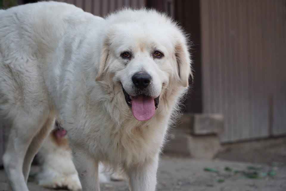 Pies w typie owczarka podhalańskiego poszukuje kochającego domu! Łętkowice - zdjęcie 2