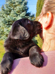 Labrador retriever czarne i biszkoptowe szczenięta ZKwP FCI Bielany - zdjęcie 8