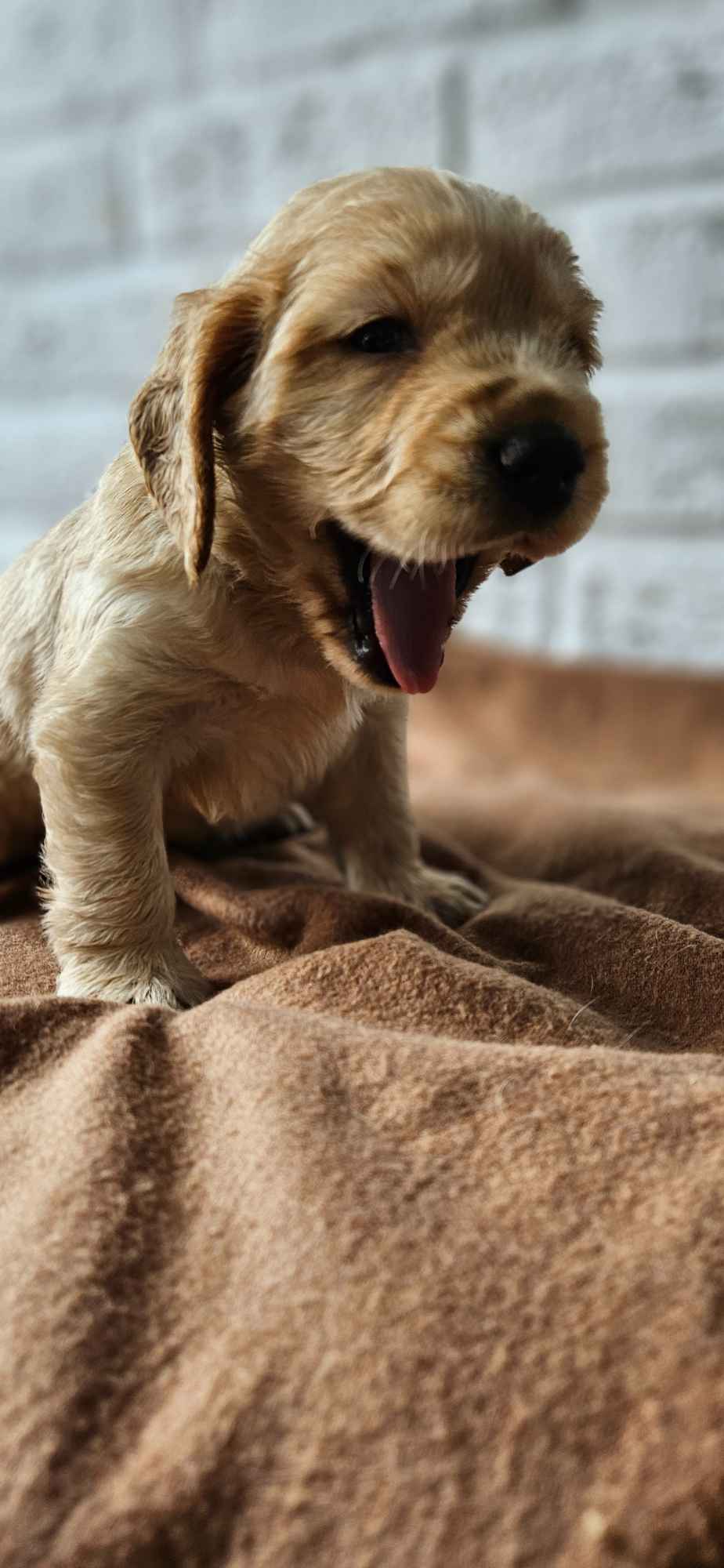 Cocker Spaniel Angielski Przyszowa - zdjęcie 5