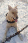 FIGO cudny spory pies szuka domu Bydgoszcz - zdjęcie 3