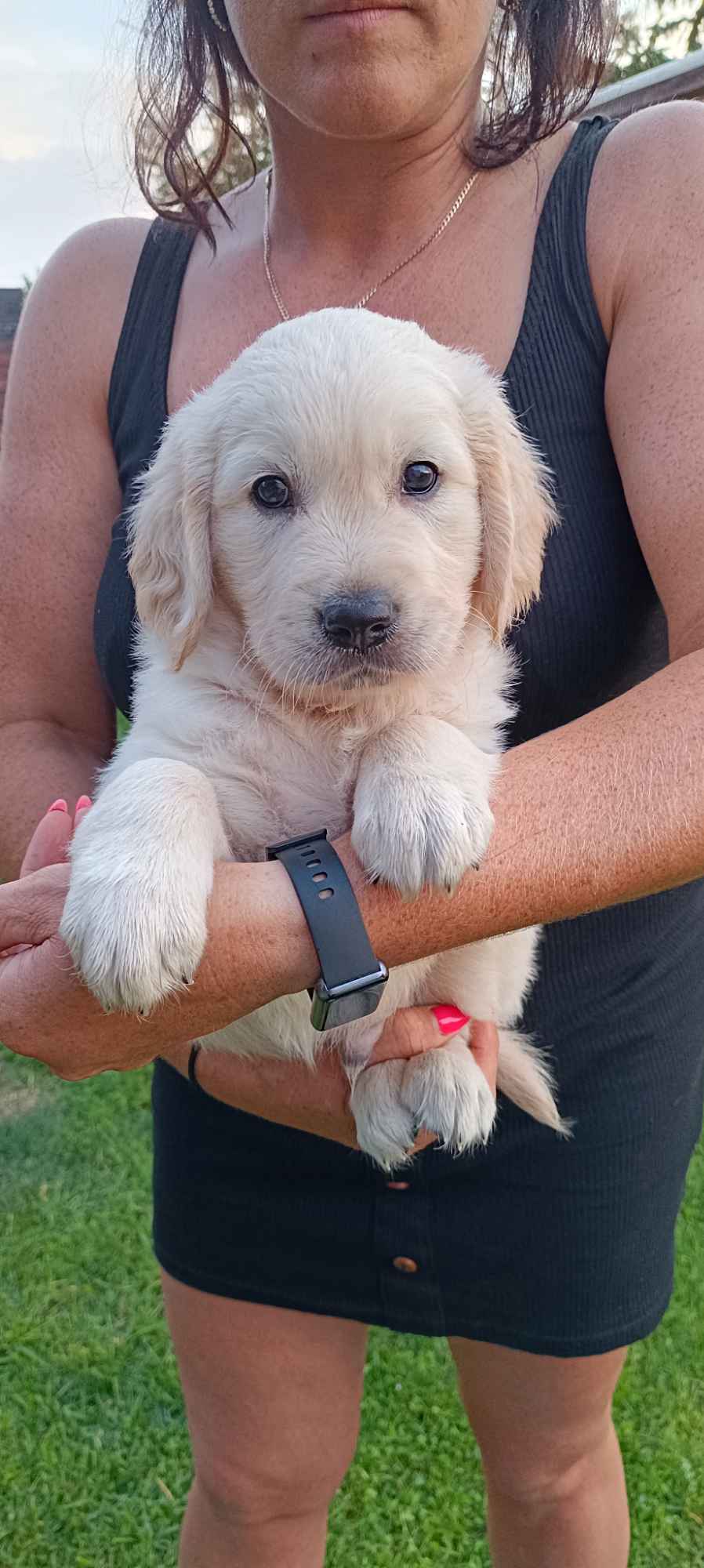 Golden Retriever odbiór początek sierpnia Rakoniewice - zdjęcie 10