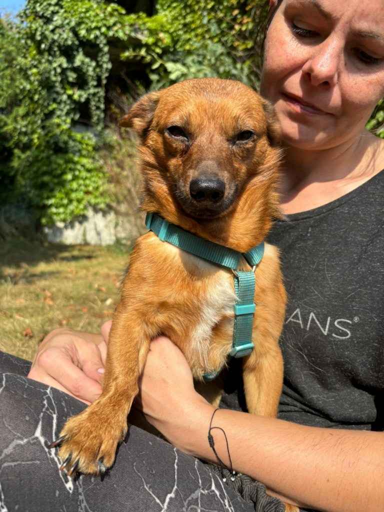 HENIO maleńki grzeczny piesek szuka  domu Mszczonów - zdjęcie 3