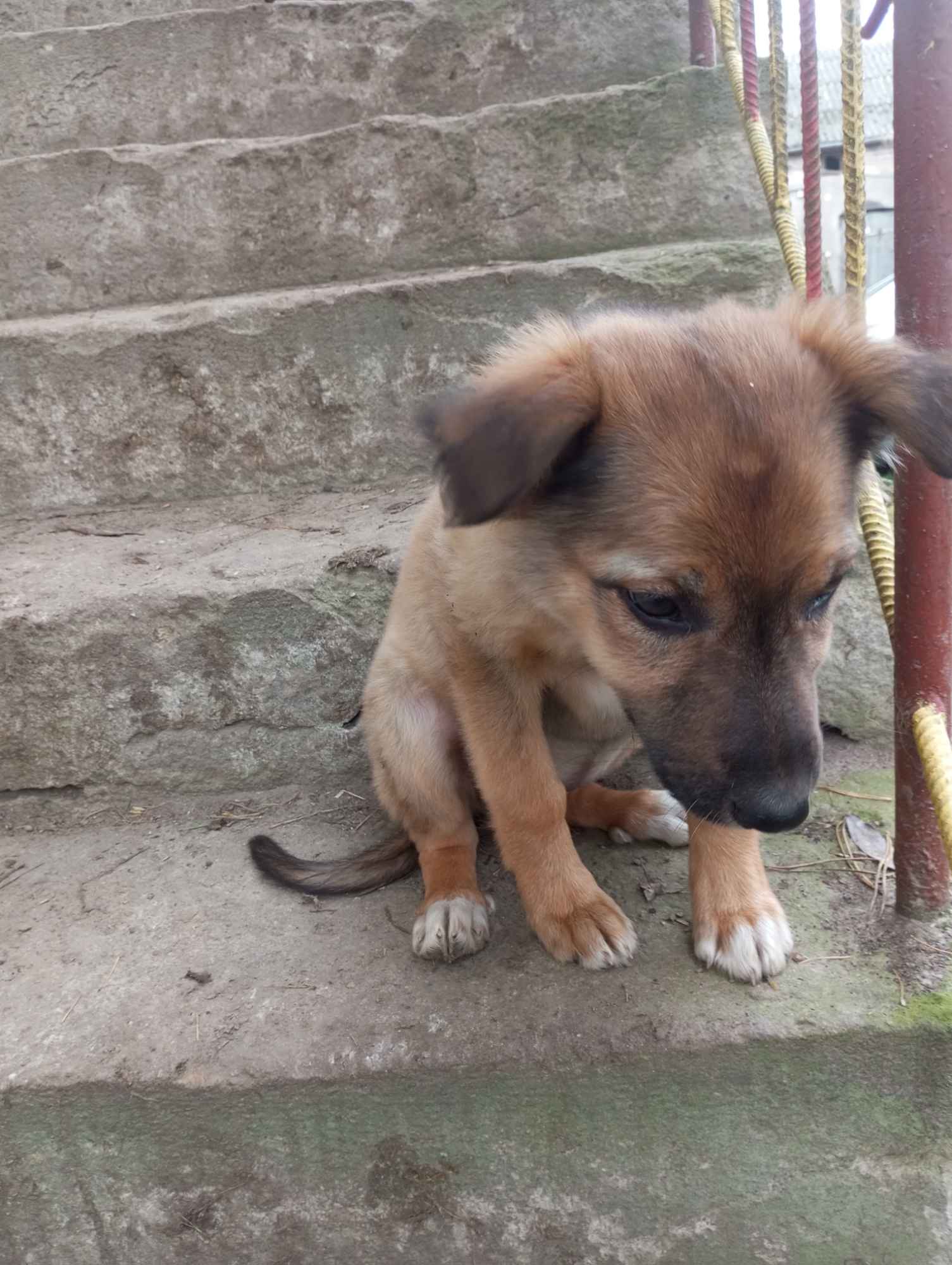 Owczarek niemiecki Sieprawice - zdjęcie 4