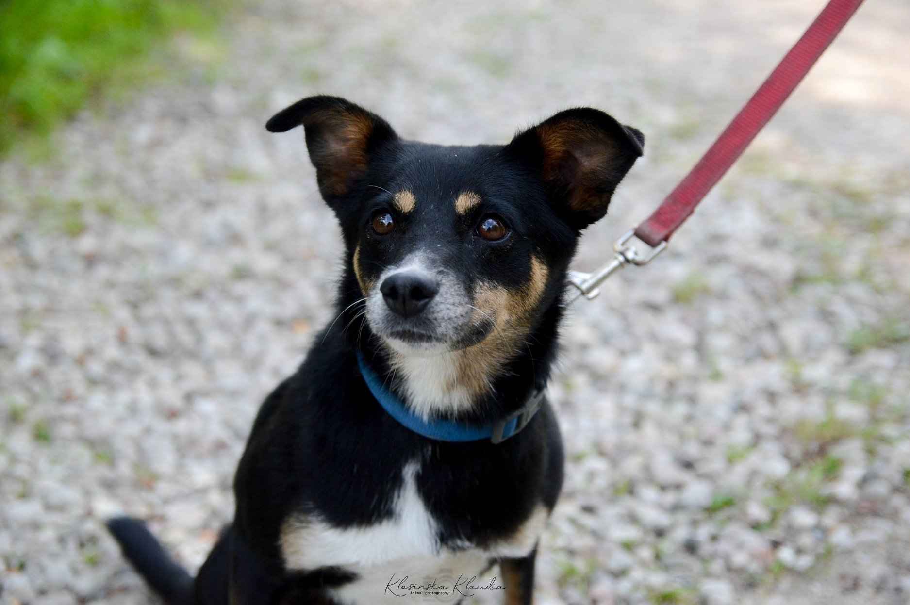 Natka - wyjątkowa sunia szuka domu! Olsztyn - zdjęcie 5