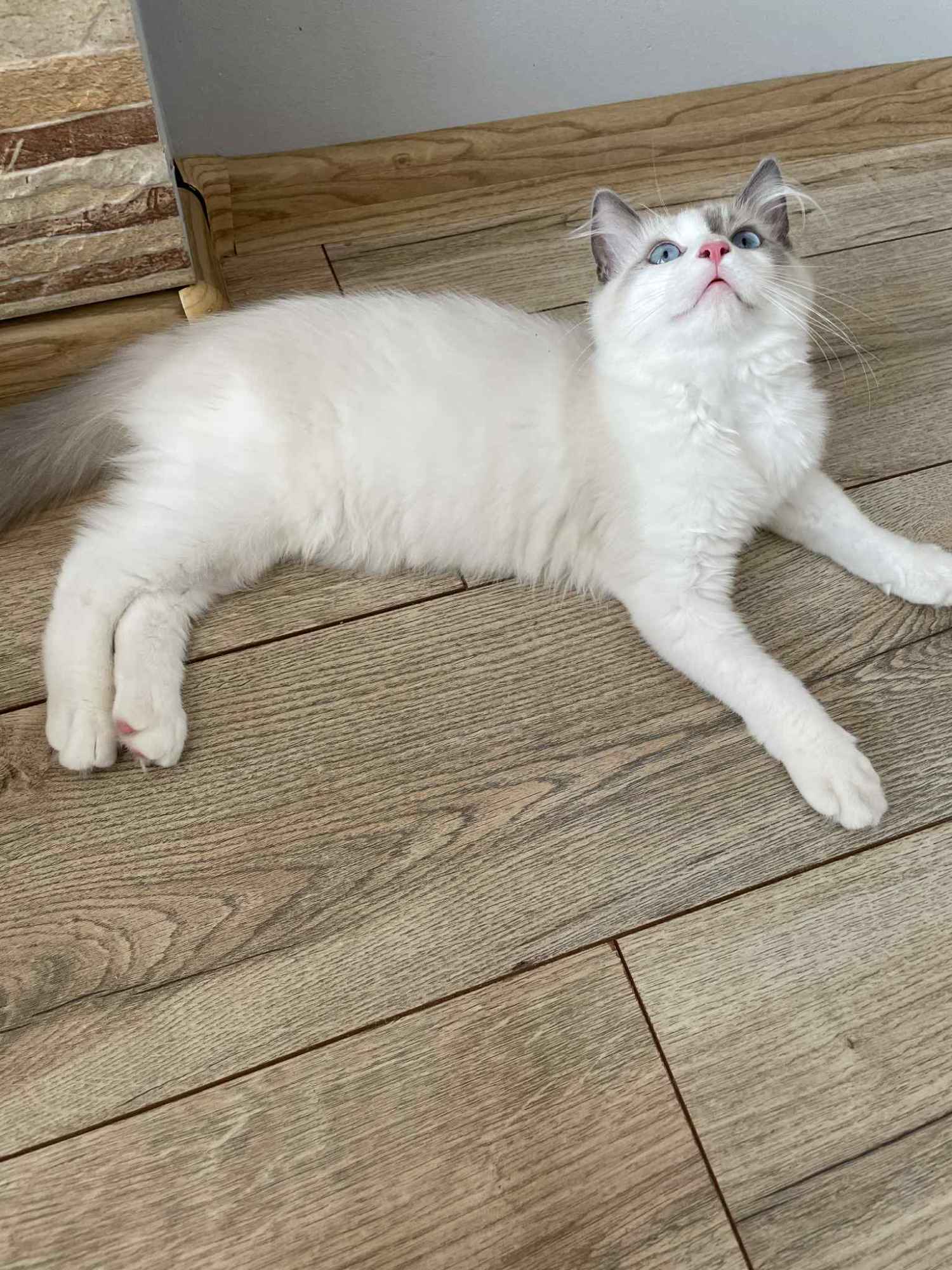 Sprzedam kota rasy Ragdoll FPL/FIFE Wieluń - zdjęcie 5