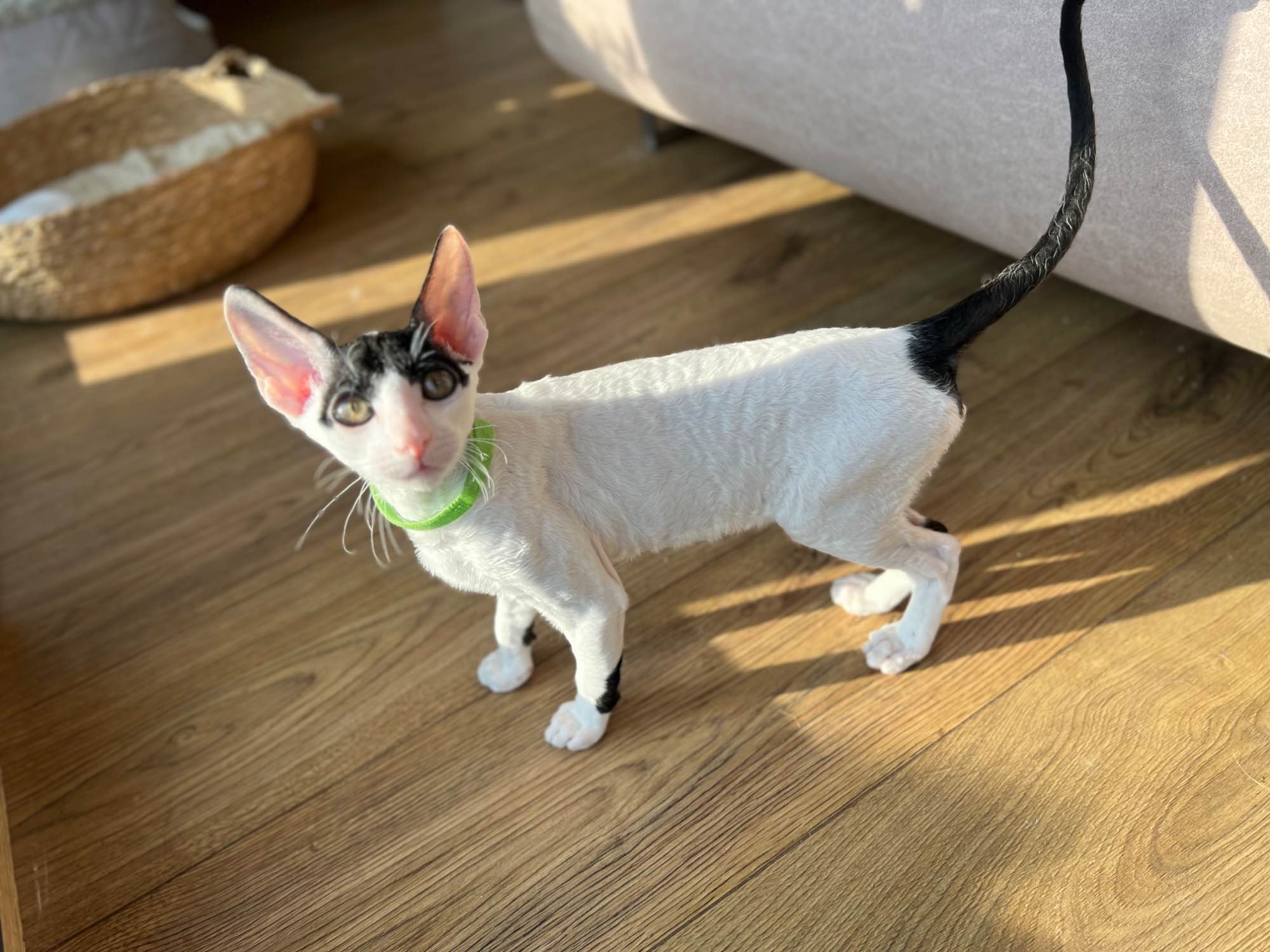 Cornish rex kocurek wyjątkowe oczy Nowe Miasto - zdjęcie 4