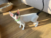 Cornish rex kocurek wyjątkowe oczy Nowe Miasto - zdjęcie 4