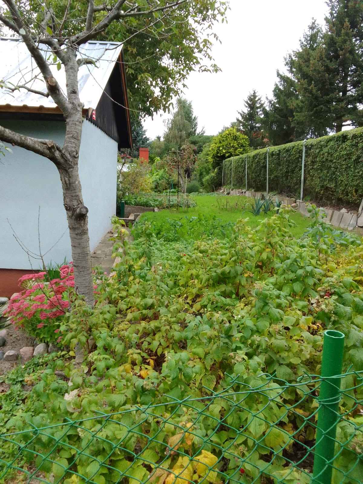 Działka rekreacyjna ROD 🍓 Iława Iława - zdjęcie 10