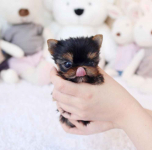 YORK, YORKSHIRE TERRIER! ELITE MINI, MICRO WONDERS XXS! Grunwald - zdjęcie 3