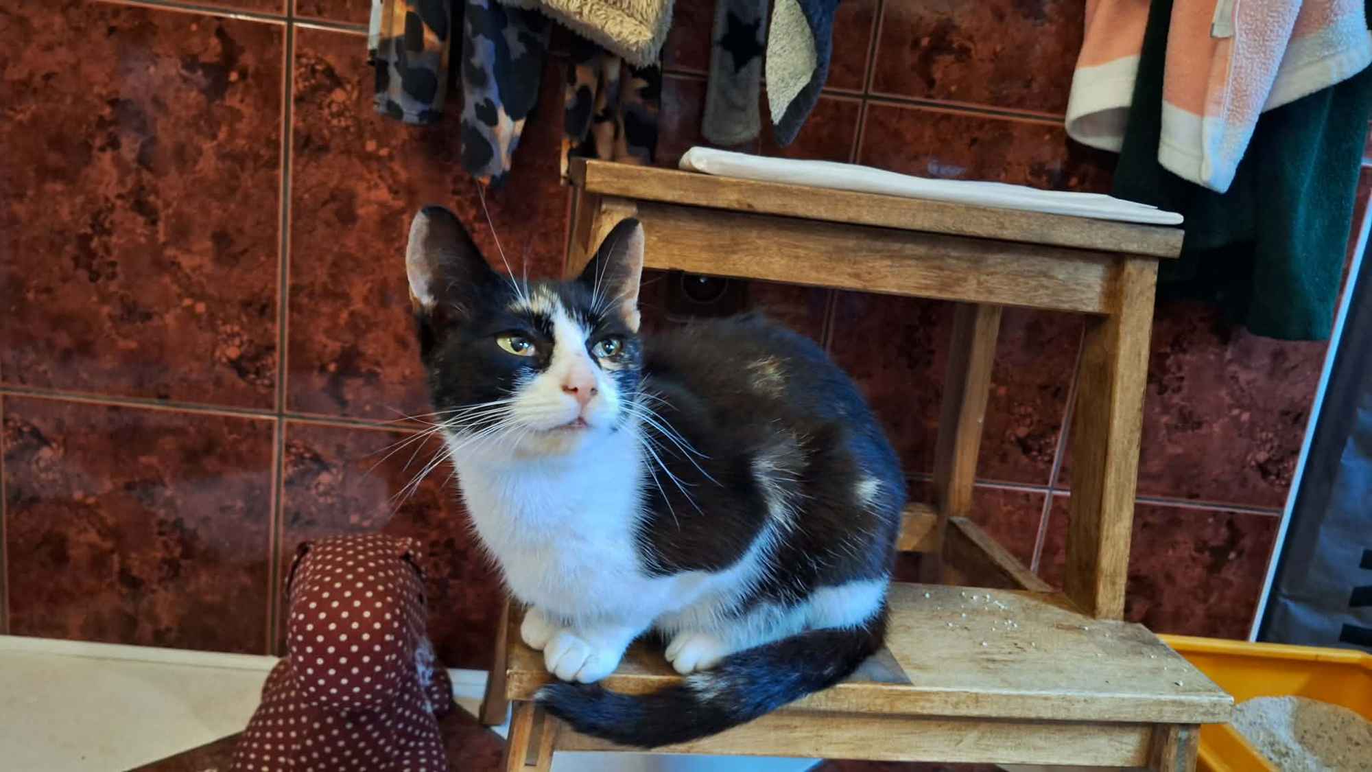 Dorotka, młoda koteczka szuka swojego człowieka Olsztyn - zdjęcie 5