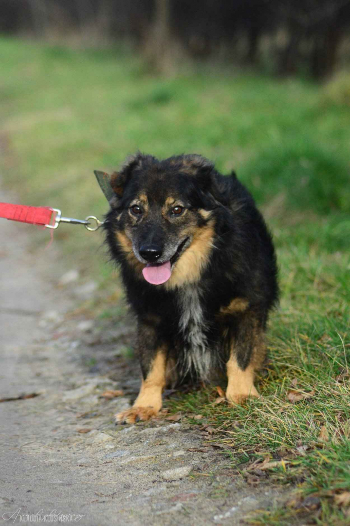 Słodki - nieduży, delikatny psiak szuka domu! Olsztyn - zdjęcie 4