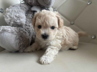 Maltipoo miniaturka 2 kg F1 Częstochowa - zdjęcie 10