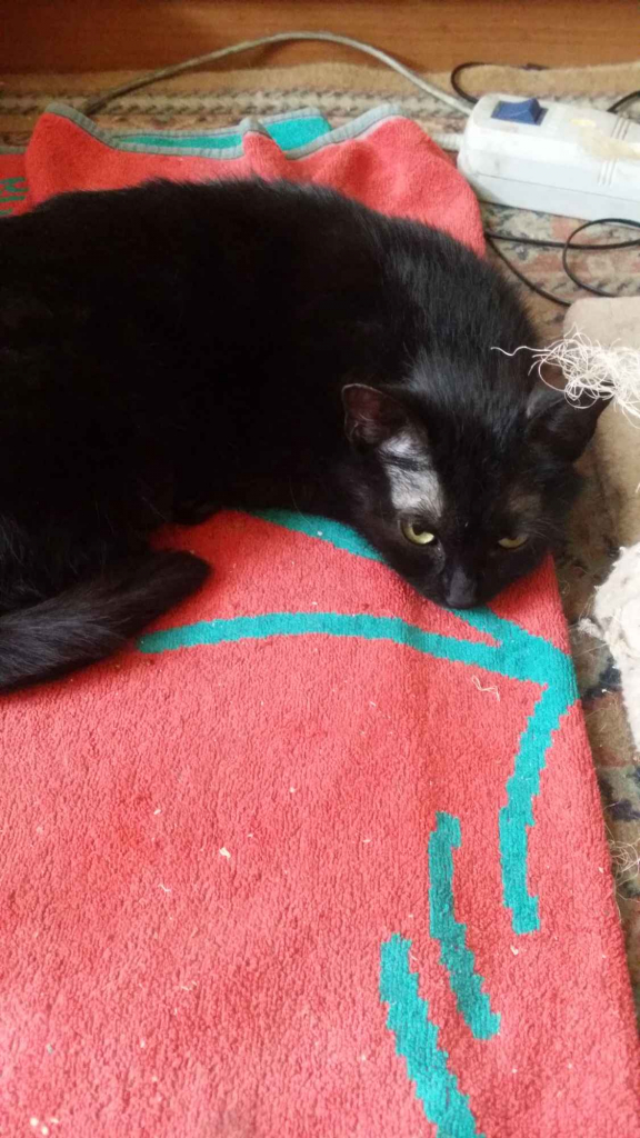 Zaopiekuję się kotkiem, pieskiem Krzyki - zdjęcie 9