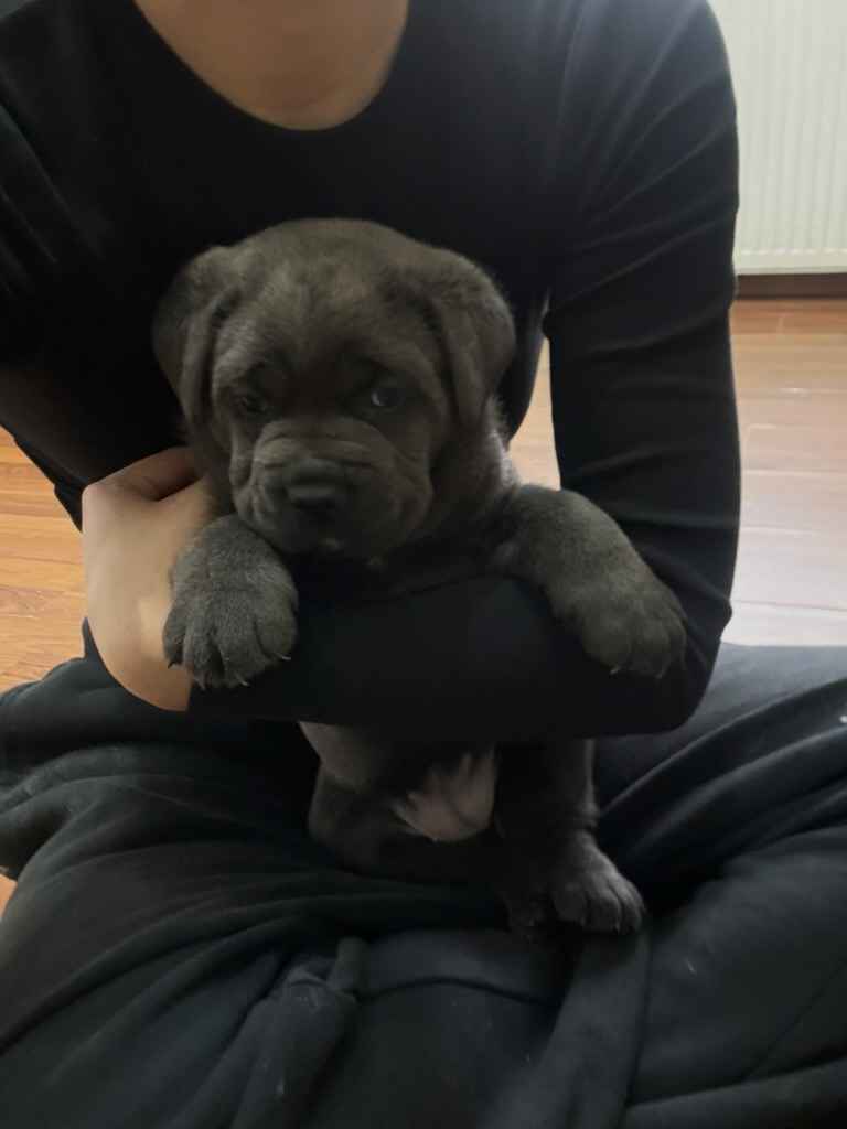 Szczeniaki Cane Corso Gołcza - zdjęcie 2