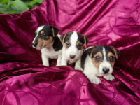 Wzorcowe Jack Russell terrier gładki tricolor