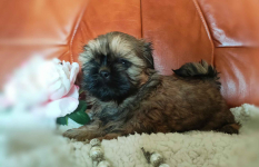 Shih tzu rasowe szczenięta Wałbrzych - zdjęcie 10
