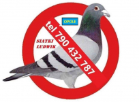 Siatka Opole montaż siatki na balkonie,oknie dla kotka przeciw ptakom Opole - zdjęcie 3