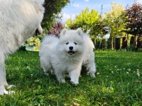 Samoyed