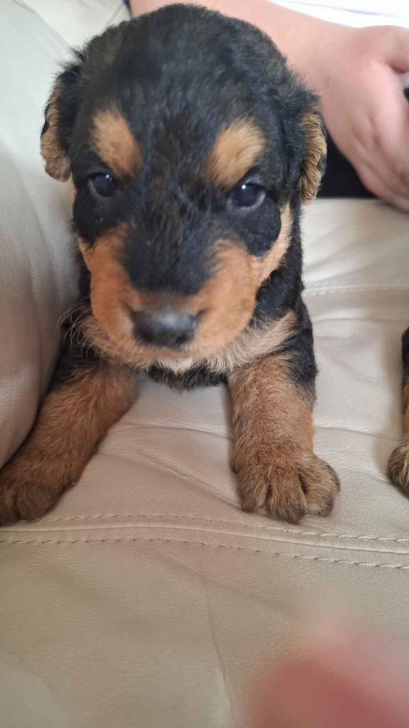 Airedale Terrier Lublin - zdjęcie 5