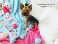 Yorkshire Terrier York piesek Bakuś szczeniaczek 8-miesięcy Rodowód Żary - zdjęcie 3