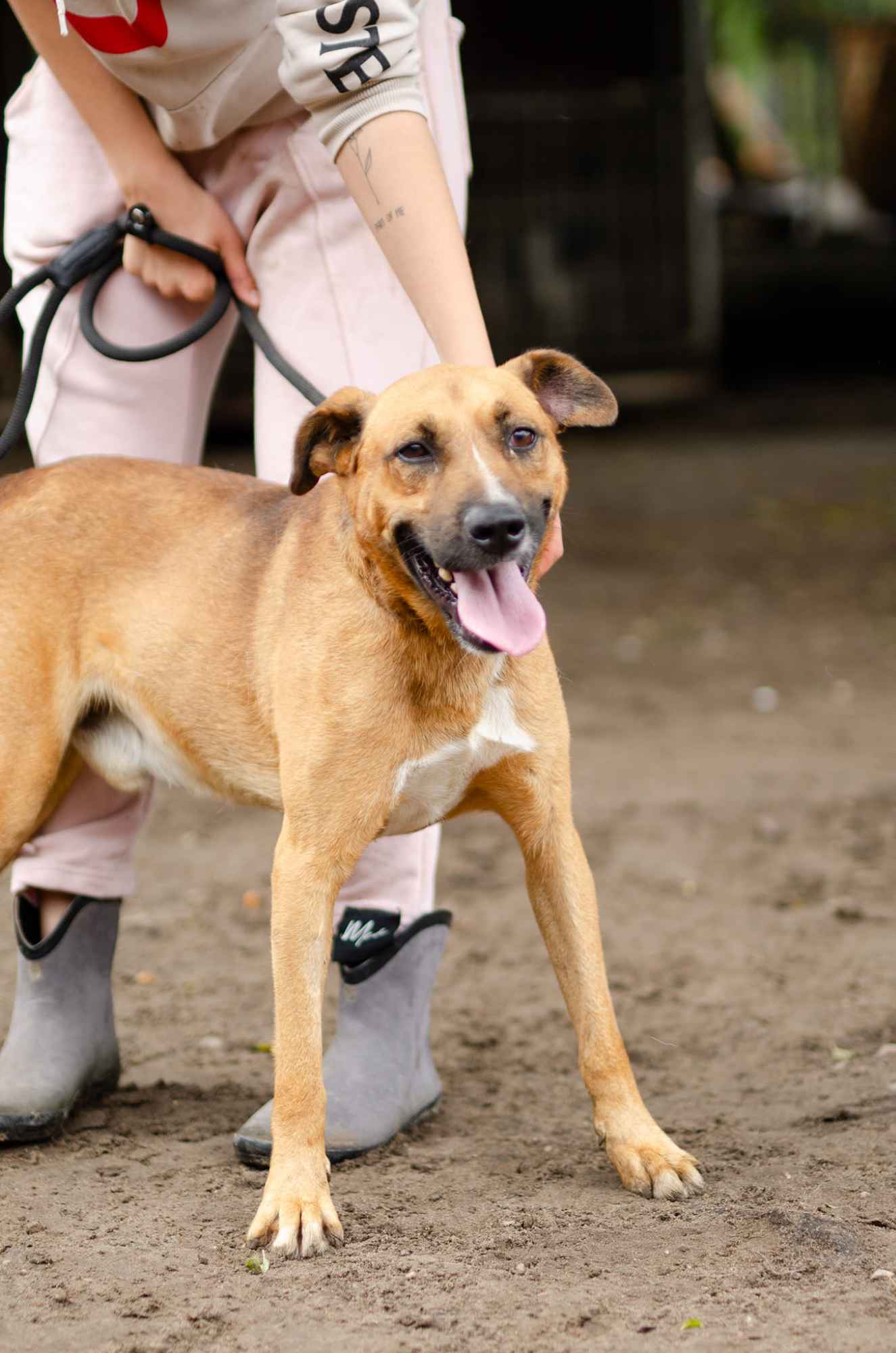 Doniu - młody, łagodny rudzielec szuka domu! Olsztyn - zdjęcie 2