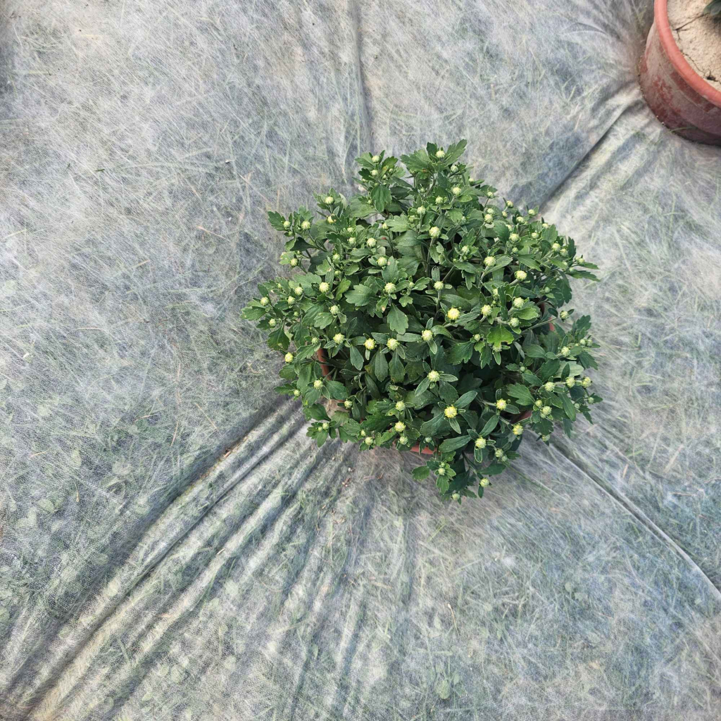 Chryzantemy Udanin - zdjęcie 5