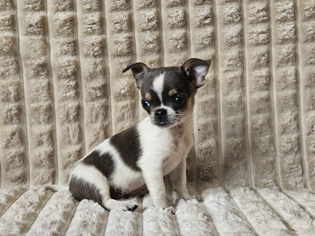 Pieski chihuahua Mińsk Mazowiecki - zdjęcie 1
