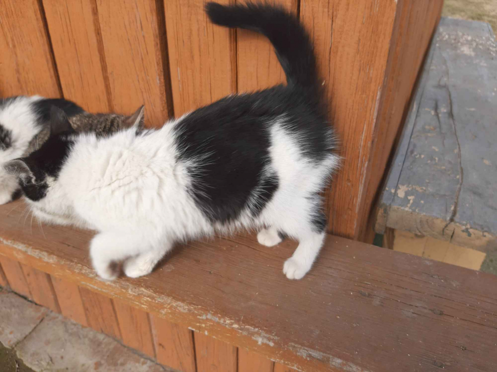 oddam w dobre ręce kocięta Płońsk - zdjęcie 4