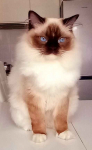Ragdoll kocurek 8 miesięczny Psie Pole - zdjęcie 4
