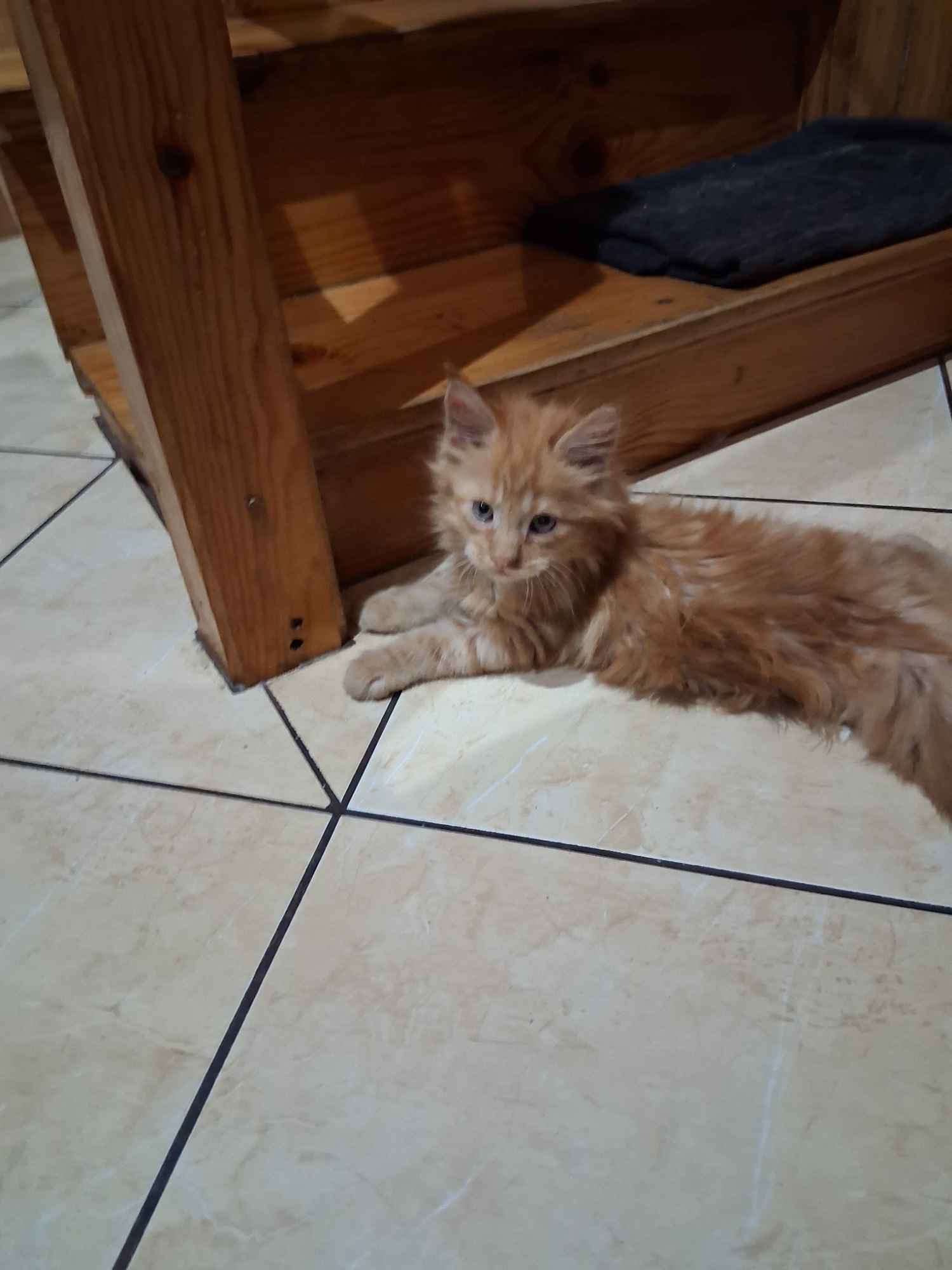 Kot Maine Coon Podhorce - zdjęcie 3