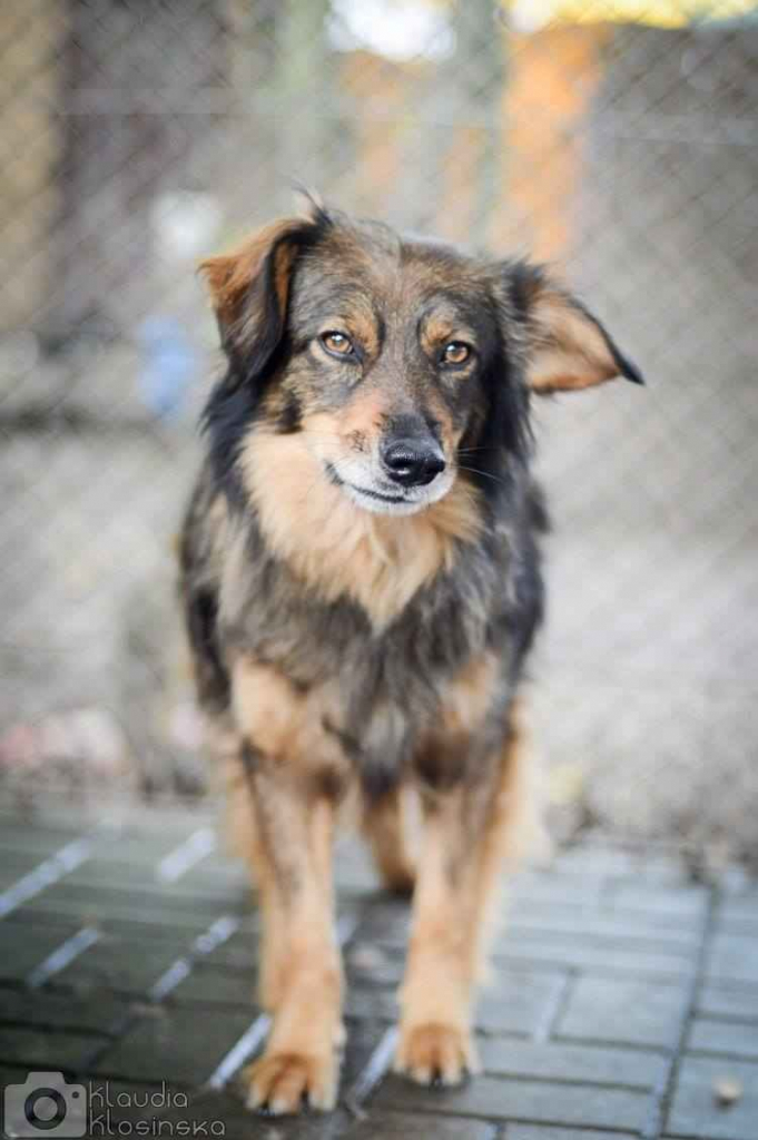 Wyjątkowy Robin szuka wyjątkowego domu Olsztyn - zdjęcie 2