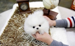 Szczenięta rasy pomeranian – dostępne Praga-Południe - zdjęcie 2