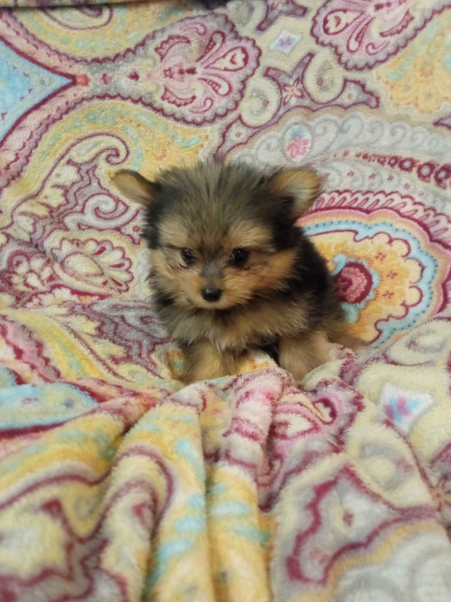 Szczeniaki Mieszańce szpica z yorkiem Wrocki - zdjęcie 3