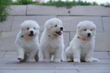 Biały Owczarek Szwajcarski Skała - zdjęcie 8