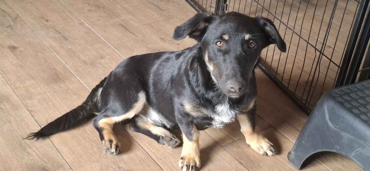 Krecik – niskopodłogowy szczeniak szuka domu! Olsztyn - zdjęcie 2