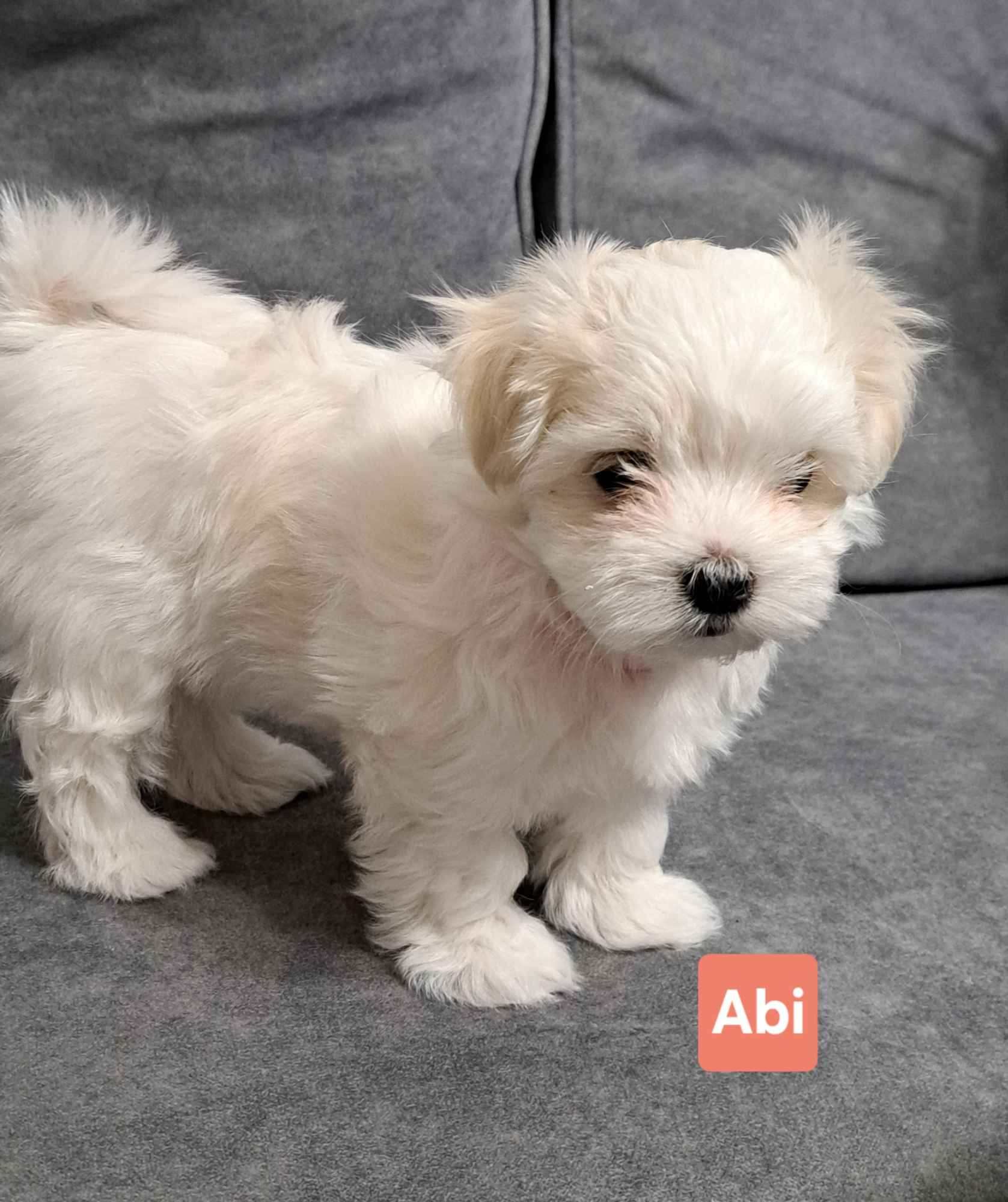 Maltańczyki suczki Burzec - zdjęcie 5