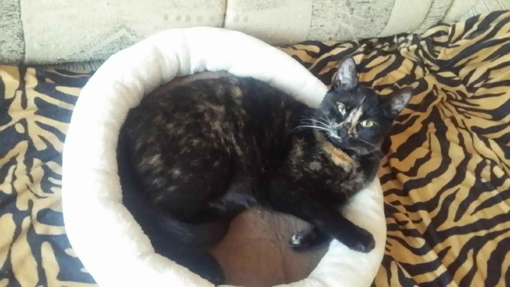 Zaopiekuję się kotkiem, pieskiem Krzyki - zdjęcie 7