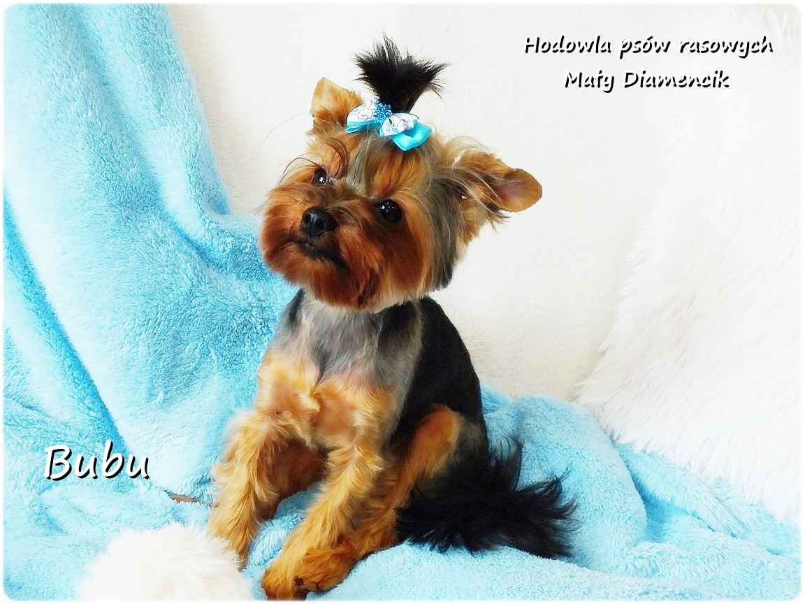 ULTRA Mini XXS! Yorkshire Terrier York 6-mcy malutki chłopczyk Bubu Żary - zdjęcie 4