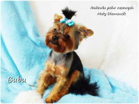 ULTRA Mini XXS! Yorkshire Terrier York 6-mcy malutki chłopczyk Bubu Żary - zdjęcie 4