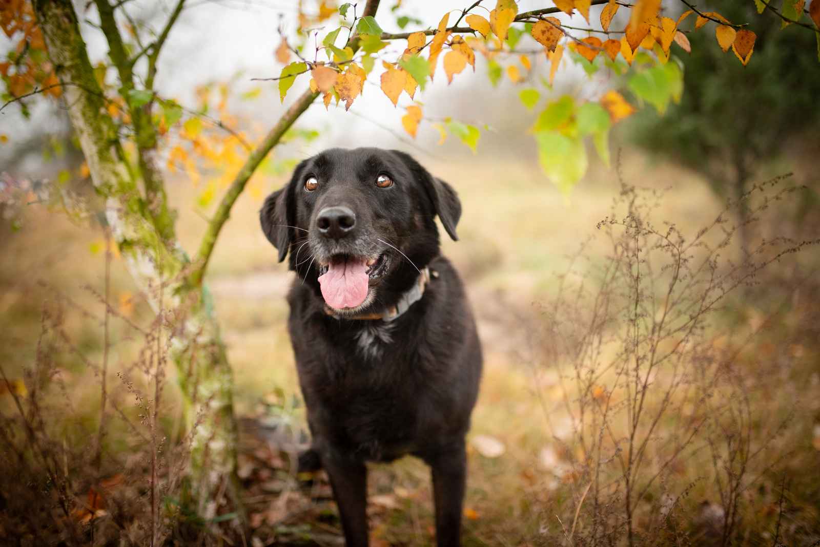 Uśmiechnięty Portos w typie labradora szuka domu! Olsztyn - zdjęcie 7