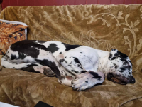 Dog niemiecki Arlekin 10 m-cy Głogów - zdjęcie 3
