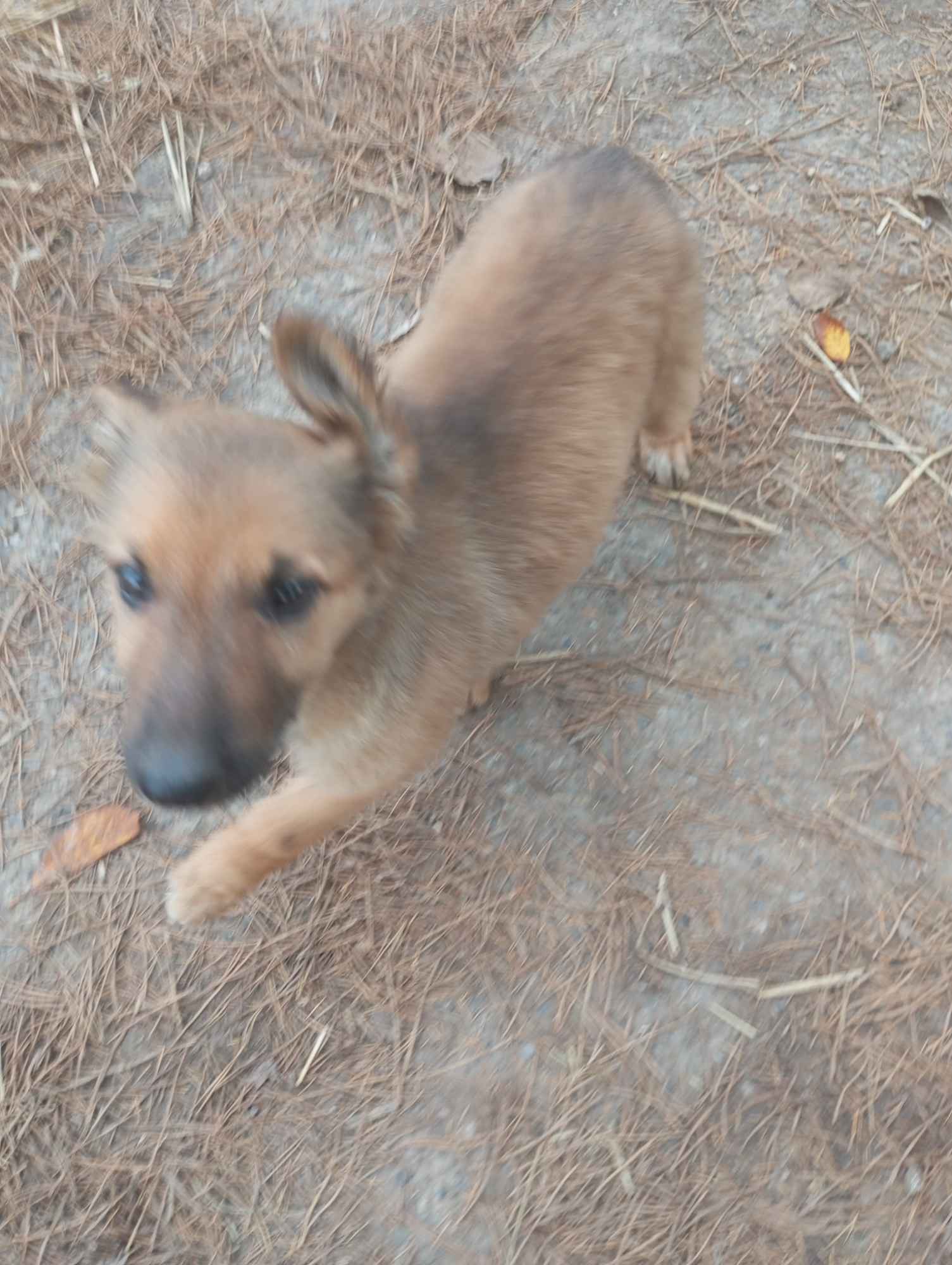 Owczarek niemiecki Sieprawice - zdjęcie 7