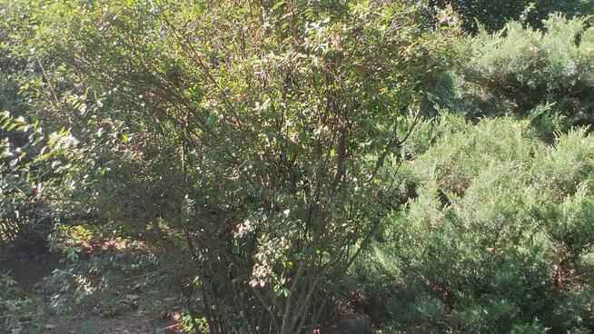 Pilnie Sprzedam Działkę Rekreacyjną Krzyki - zdjęcie 1