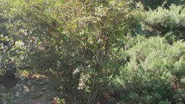 Pilnie Sprzedam Działkę Rekreacyjną