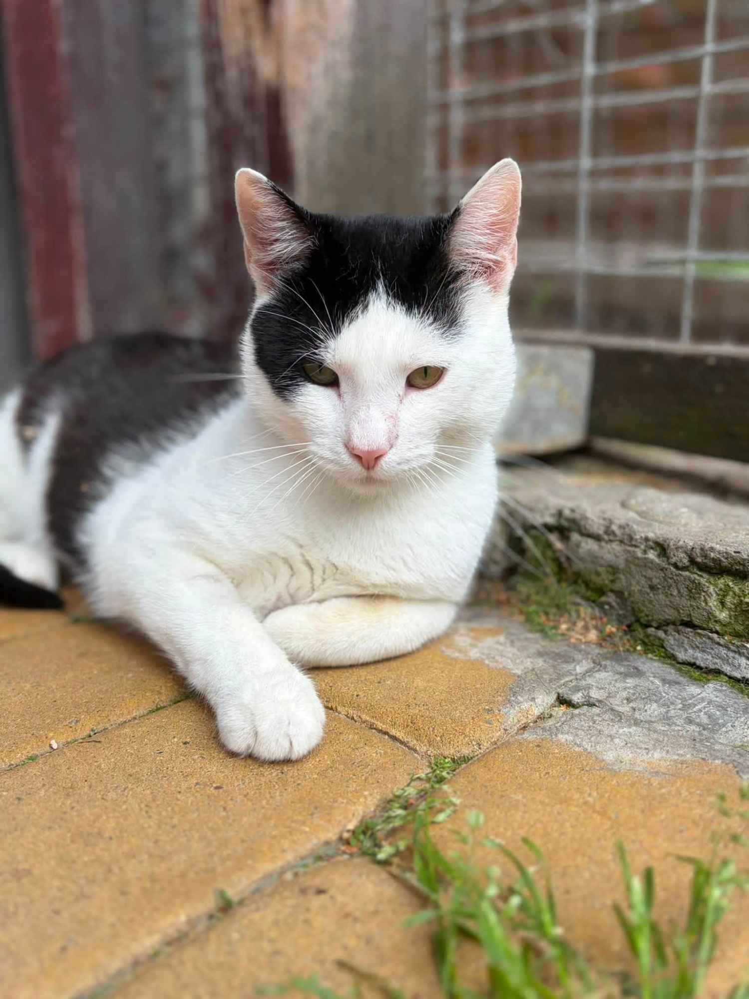 Oreo - młodziutki, łagodny, kontaktowy kotek Olsztyn - zdjęcie 2