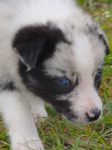 Border collie blue merle blue eyes Lublin - zdjęcie 10