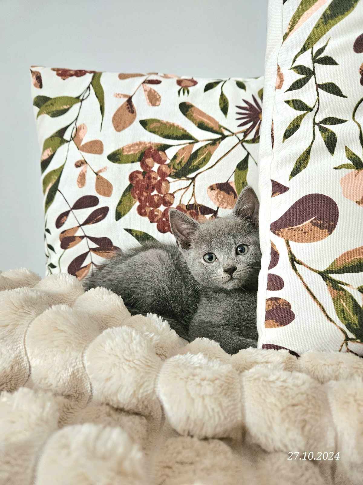 Rosyjski niebieski - kotka, kot Mińsk Mazowiecki - zdjęcie 3