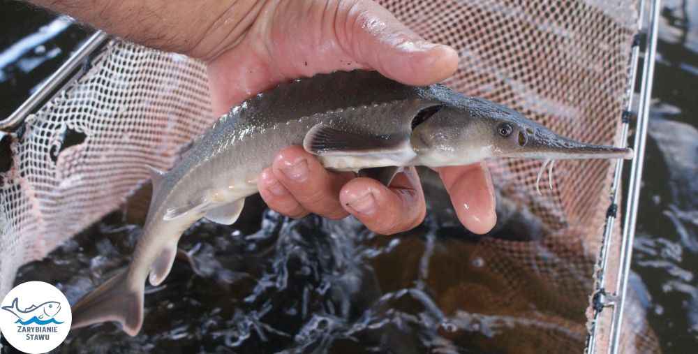 Narybek karp amur tołpyga (węgorz lin sum sandacz jesiotr) Biała Podlaska - zdjęcie 8