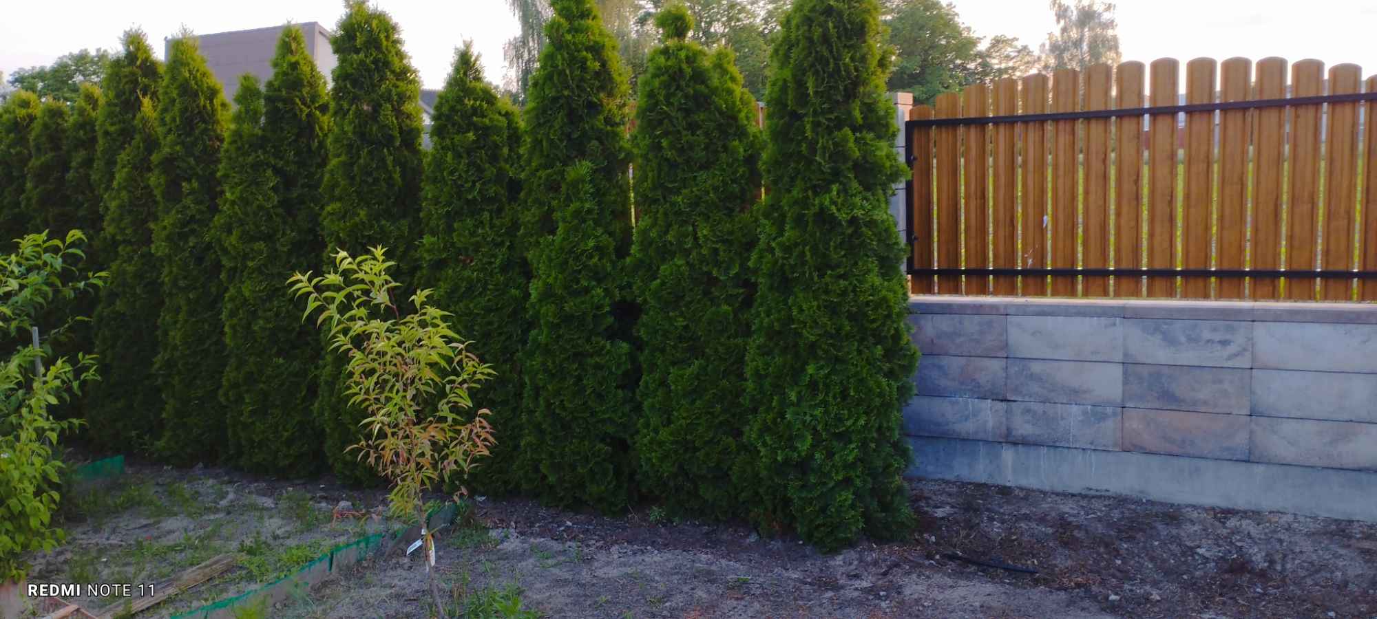 Sprzedam tuje Gizałki - zdjęcie 2