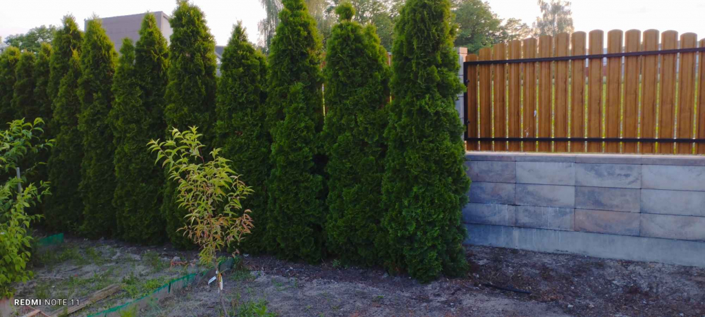 Sprzedam tuje Gizałki - zdjęcie 2